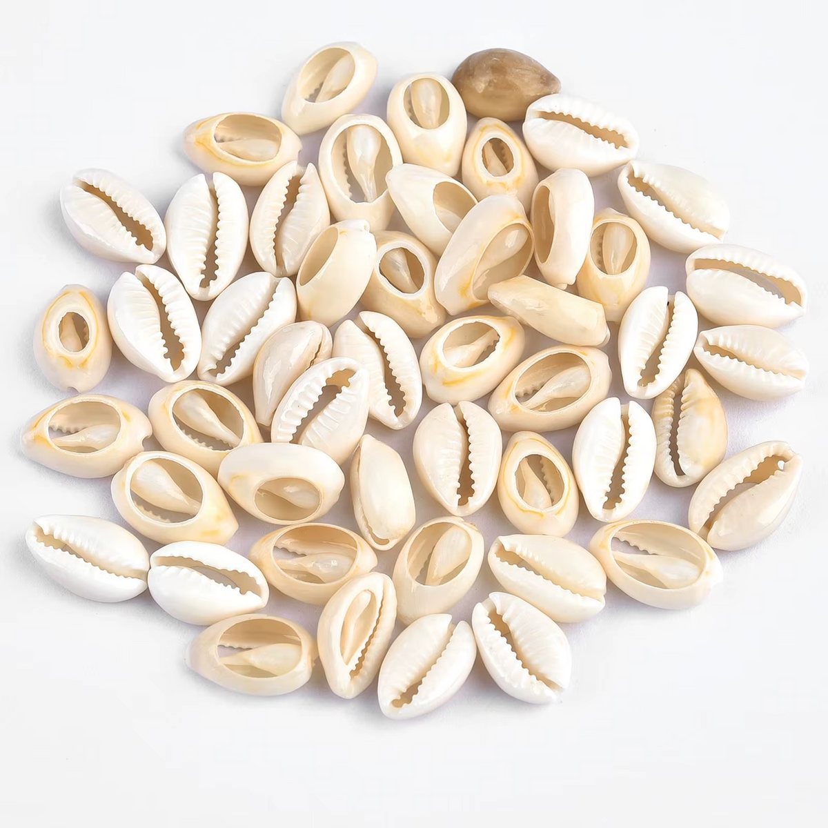 Conchitas de Mar Perforadas - 100gr